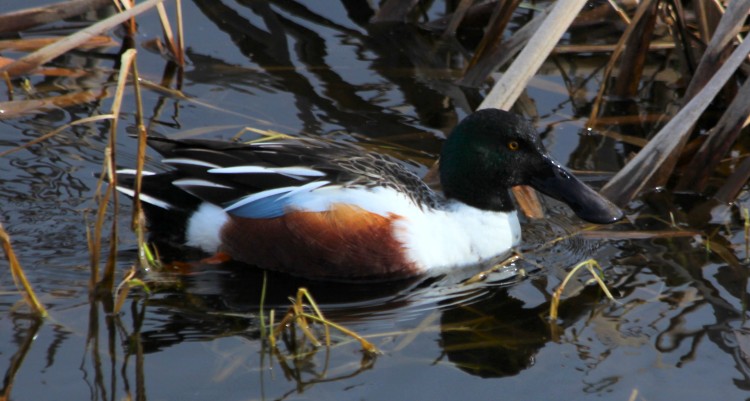 Northern Shoveler